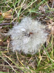 Clematis alpina sibirica