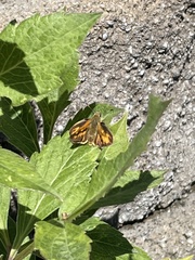 Ochlodes sylvanoides