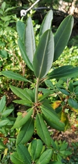 Rhododendron columbianum