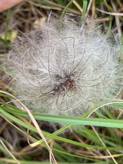 Clematis alpina sibirica