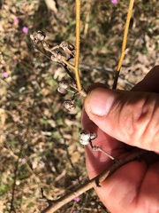 Grewia latifolia