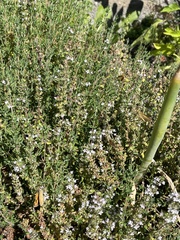 Ochlodes sylvanoides