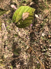 Grewia latifolia