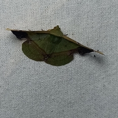 Fascellina plagiata