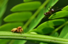 Carrhotus sannio