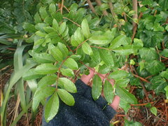 Schinus terebinthifolia