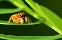 Carrhotus sannio