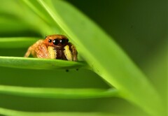 Carrhotus sannio