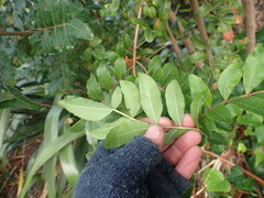 Schinus terebinthifolia