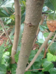 Schinus terebinthifolia