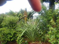 Schinus terebinthifolia