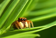 Carrhotus sannio