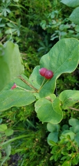 Lonicera utahensis