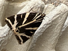 Euplagia quadripunctaria
