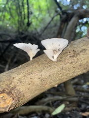 Favolus brasiliensis