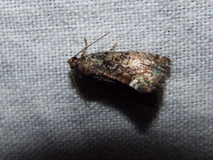 Noctuidae