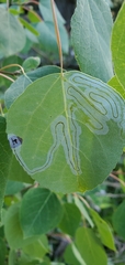 Phyllocnistis populiella
