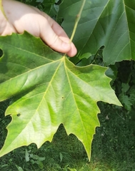 Platanus × hispanica