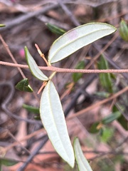 Boronia ledifolia