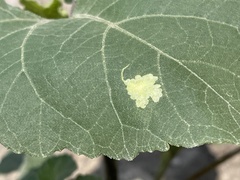 Calycomyza platyptera