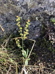Rumex acetosella