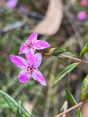 Boronia ledifolia