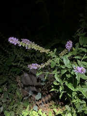 Mentha spicata