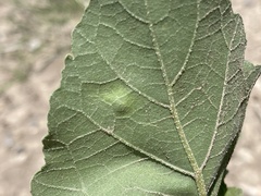 Calycomyza platyptera