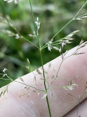 Agrostis