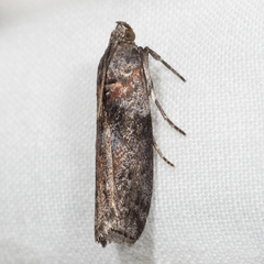 Sciota subcaesiella