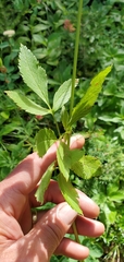 Osmorhiza occidentalis