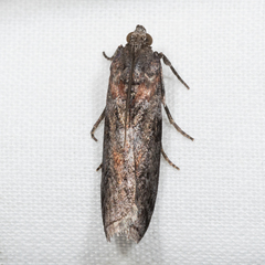 Sciota subcaesiella