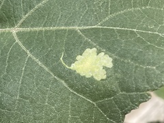 Calycomyza platyptera