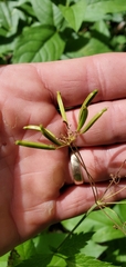 Osmorhiza occidentalis