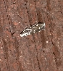 Aristotelia hexacopa