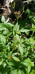 Osmorhiza occidentalis
