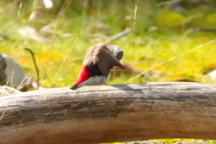 Stagonopleura guttata