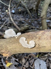 Favolus brasiliensis