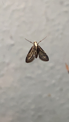 Pterygota