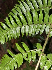 Dryopteris erythrosora