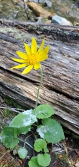 Arnica latifolia