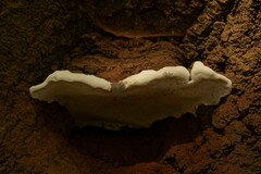 Ganoderma applanatum