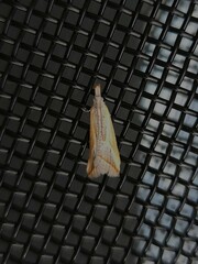 Arotrophora arcuatalis