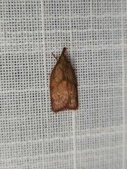 Enchocrates glaucopis