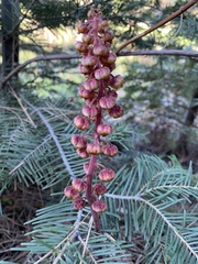 Pterospora andromedea