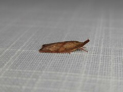 Enchocrates glaucopis