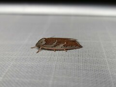 Euchaetis rhizobola