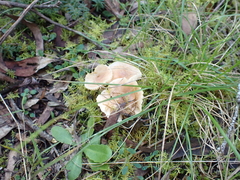 Singerocybe clitocyboides