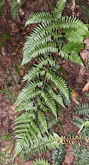 Dryopteris erythrosora