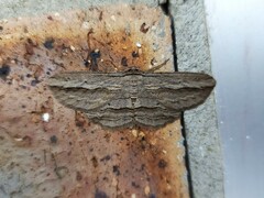 Euphronarcha luxaria